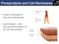 David Peters   BIOL M01 Introduction to Biolo...