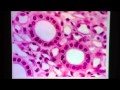 Simple Cuboidal Epithelium